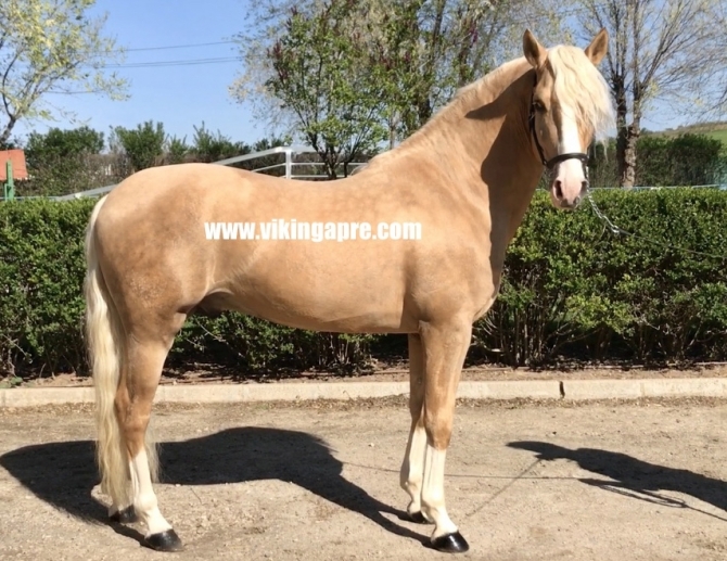  - Vikinga Sales & Breeding