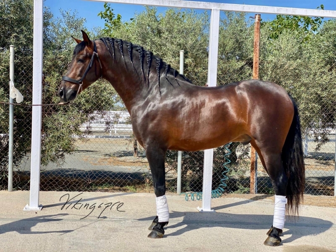  - Vikinga Sales & Breeding