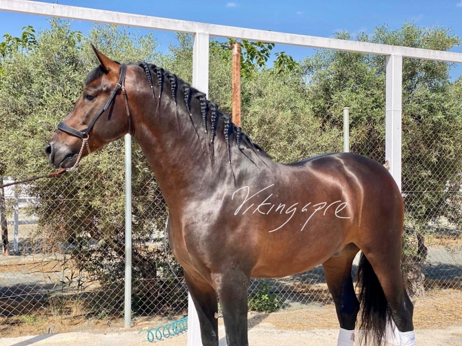  - Vikinga Sales & Breeding