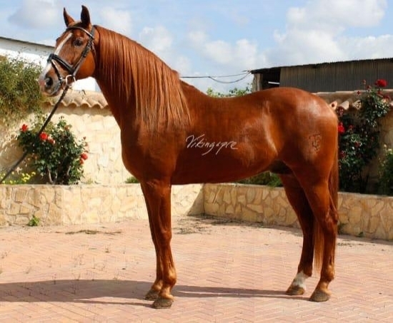  - Vikinga Sales & Breeding