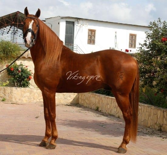  - Vikinga Sales & Breeding