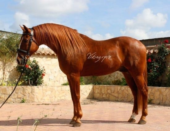  - Vikinga Sales & Breeding