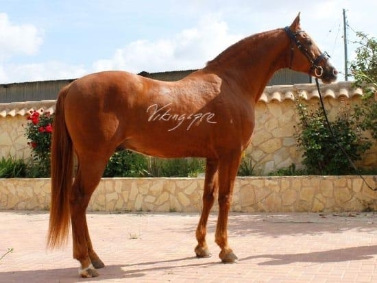  - Vikinga Sales & Breeding