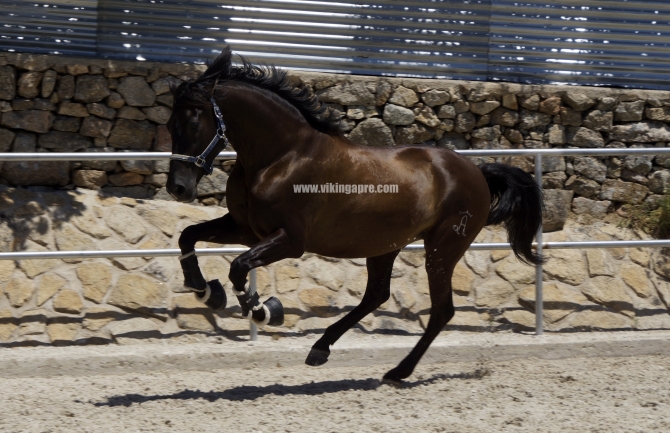  - Vikinga Sales & Breeding