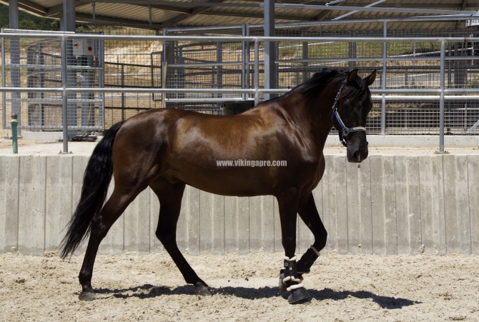  - Vikinga Sales & Breeding