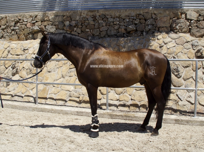  - Vikinga Sales & Breeding