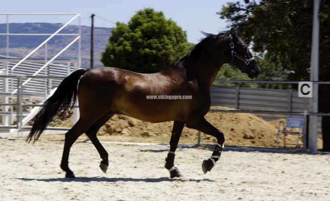  - Vikinga Sales & Breeding