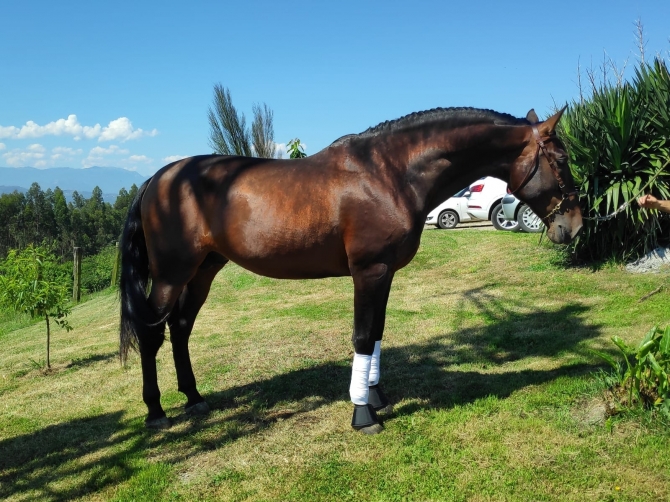  - Vikinga Sales & Breeding