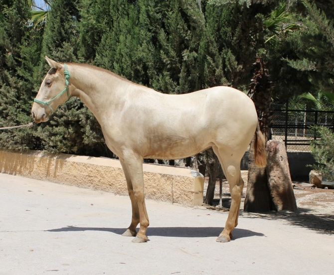  - Vikinga Sales & Breeding