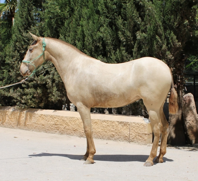  - Vikinga Sales & Breeding