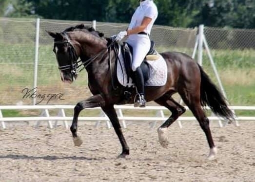  - Vikinga Sales & Breeding