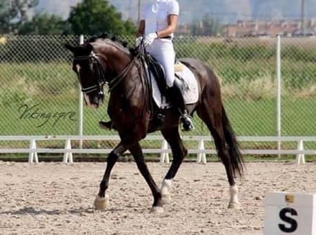  - Vikinga Sales & Breeding