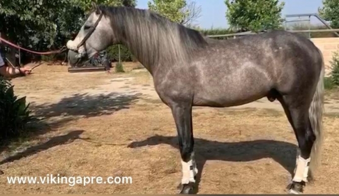  - Vikinga Sales & Breeding