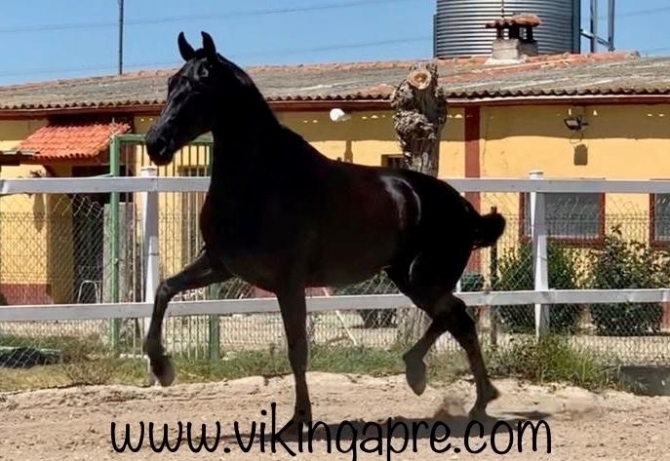  - Vikinga Sales & Breeding