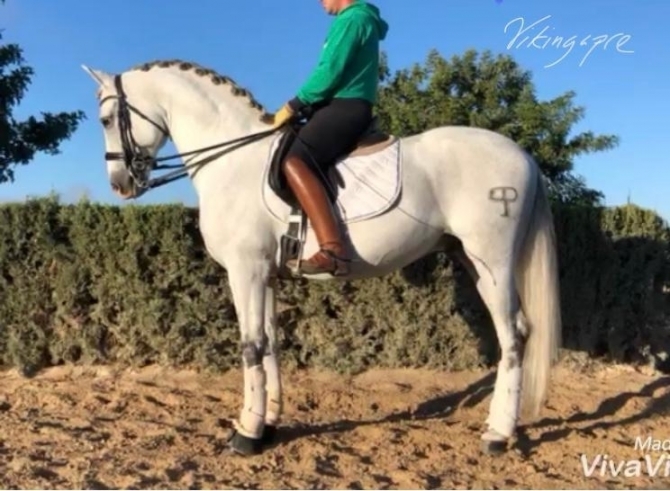  - Vikinga Sales & Breeding