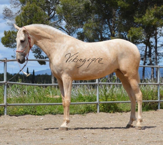  - Vikinga Sales & Breeding