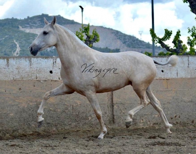  - Vikinga Sales & Breeding