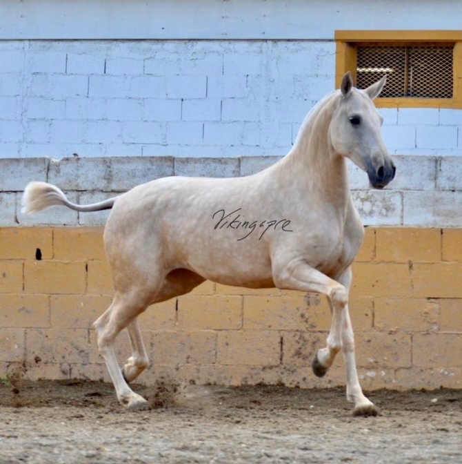  - Vikinga Sales & Breeding