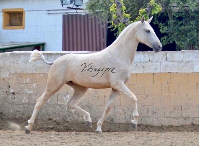  - Vikinga Sales & Breeding