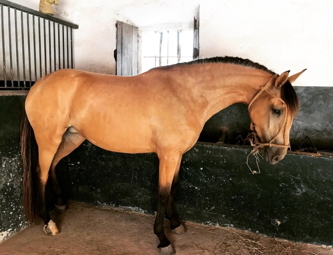  - Vikinga Sales & Breeding