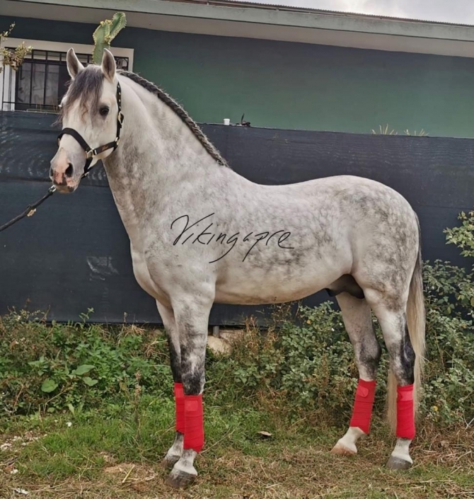  - Vikinga Sales & Breeding