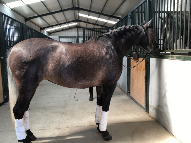  - Vikinga Sales & Breeding
