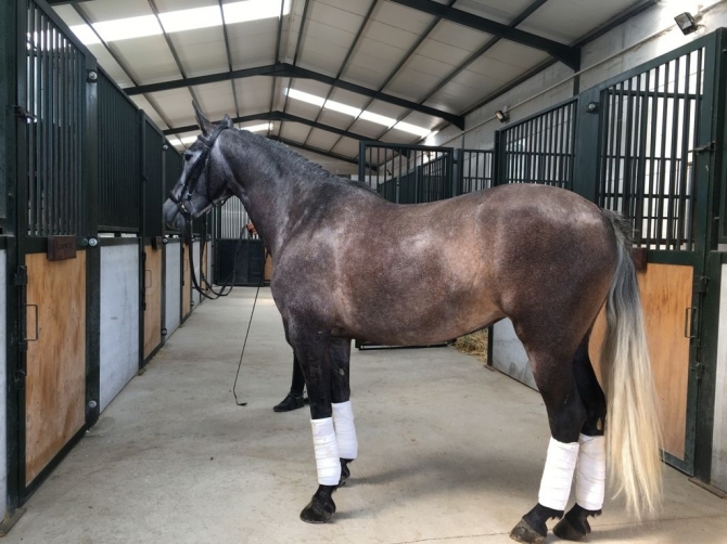  - Vikinga Sales & Breeding