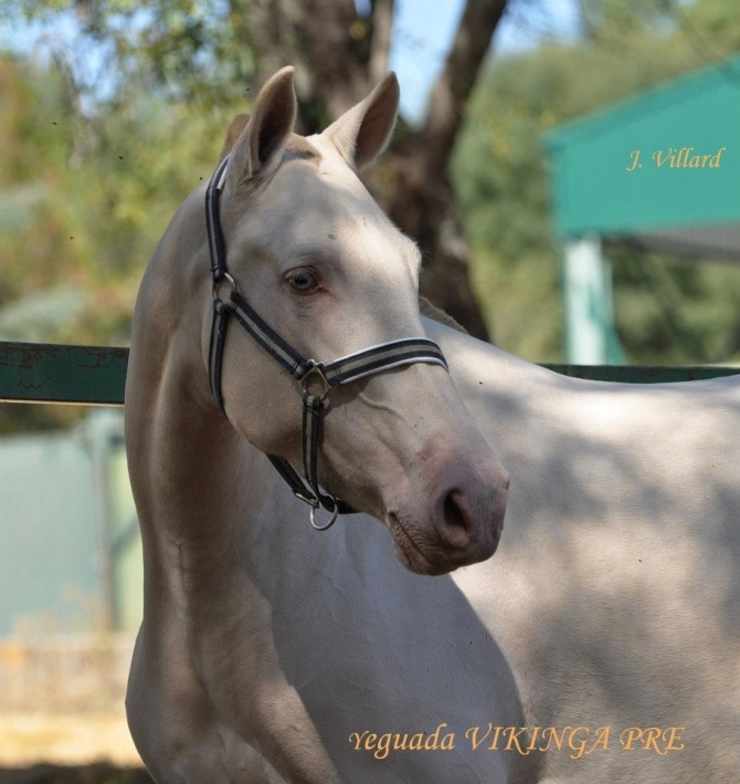  - Vikinga Sales & Breeding