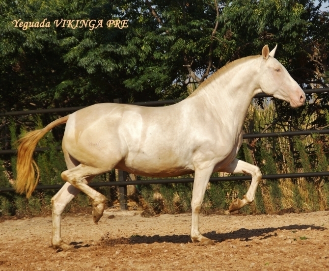  - Vikinga Sales & Breeding