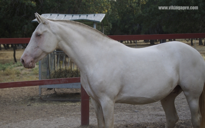  - Vikinga Sales & Breeding