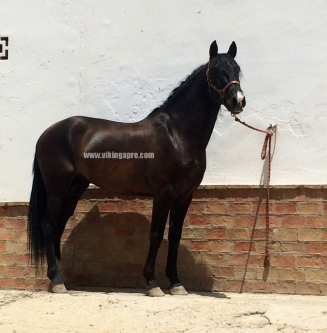  - Vikinga Sales & Breeding