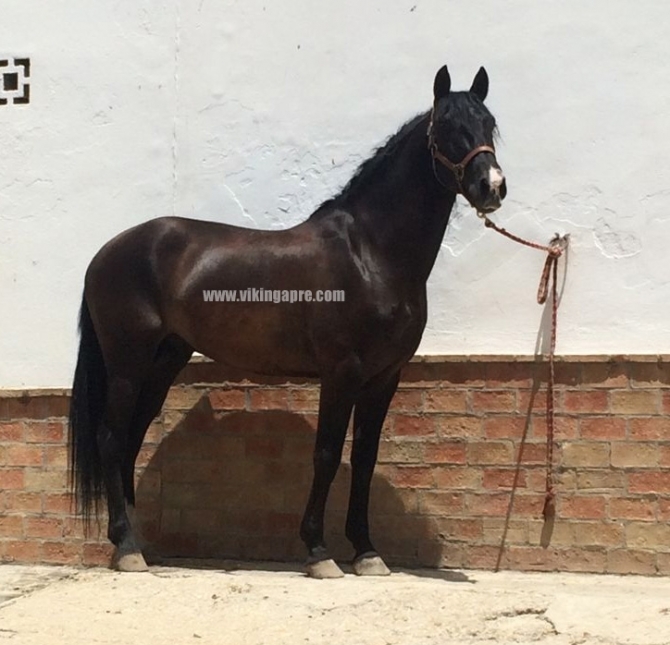  - Vikinga Sales & Breeding