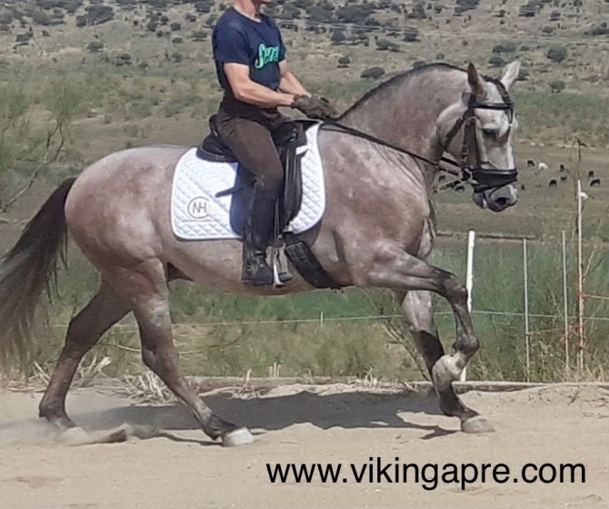  - Vikinga Sales & Breeding