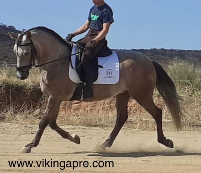  - Vikinga Sales & Breeding