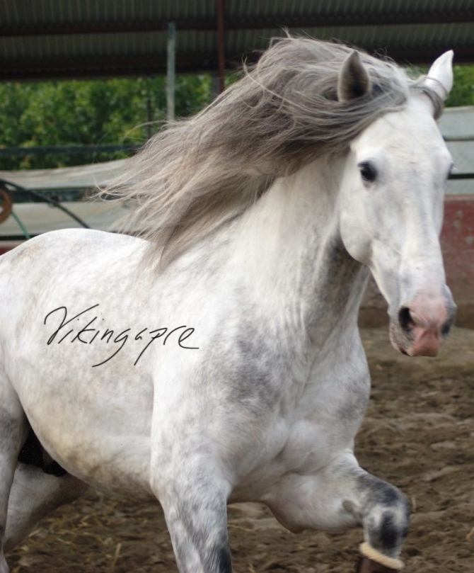  - Vikinga Sales & Breeding