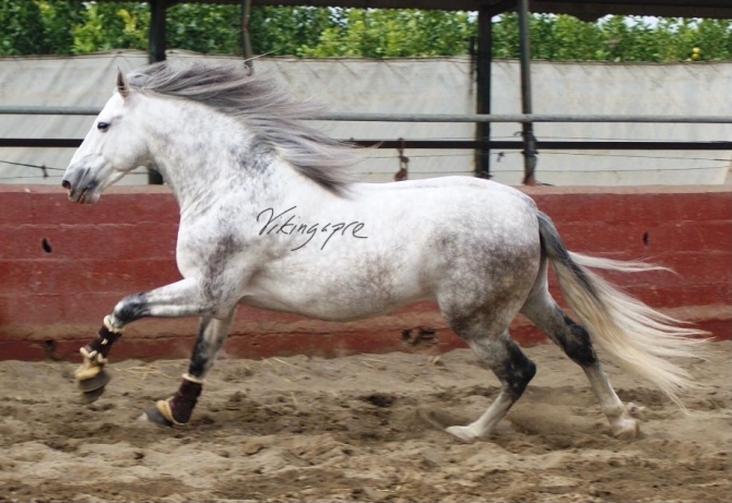  - Vikinga Sales & Breeding