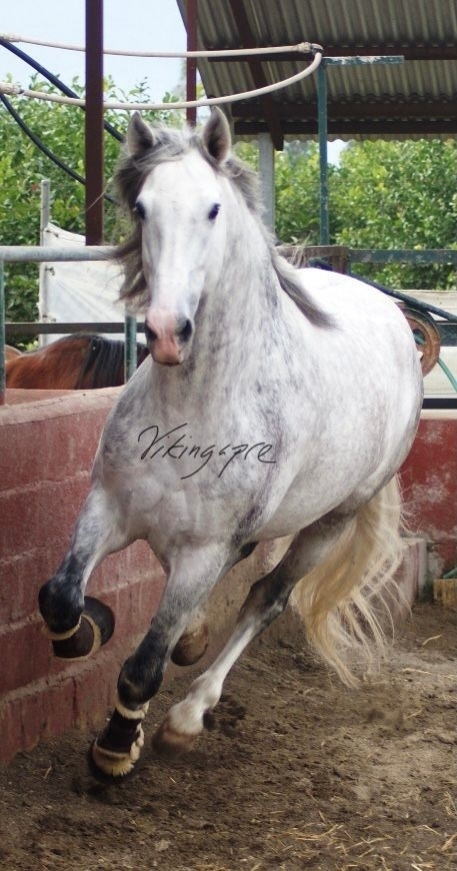  - Vikinga Sales & Breeding