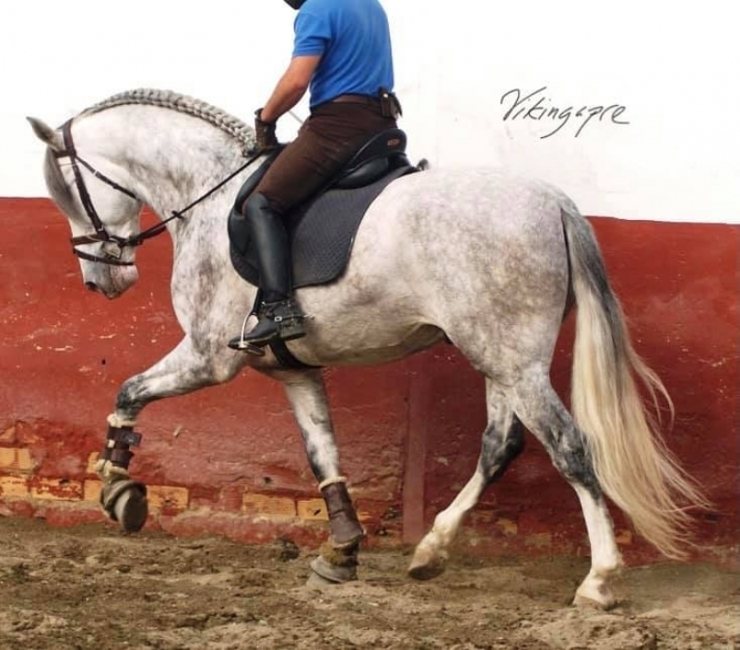  - Vikinga Sales & Breeding