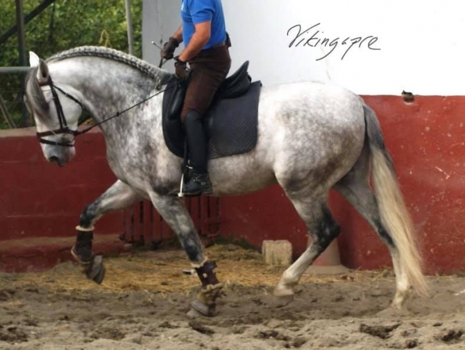  - Vikinga Sales & Breeding