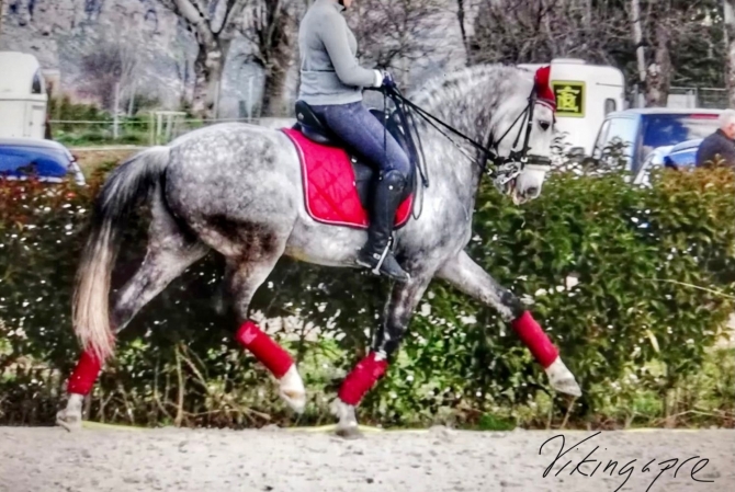  - Vikinga Sales & Breeding