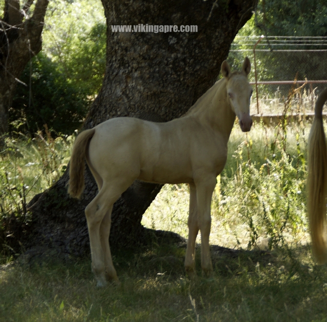  - Vikinga Sales & Breeding