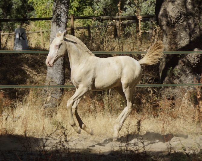  - Vikinga Sales & Breeding