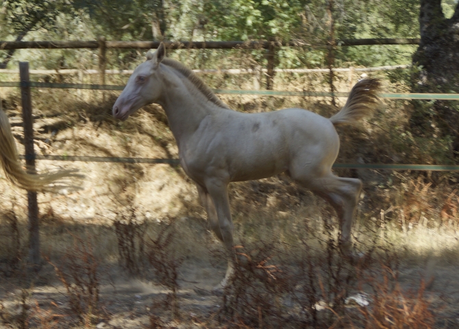  - Vikinga Sales & Breeding