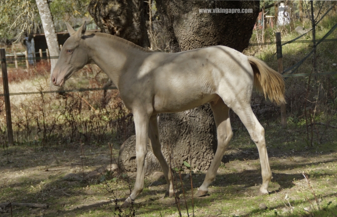  - Vikinga Sales & Breeding