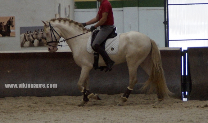 Vikinga bred stallions, mares and foals available/sold - Vikinga Sales & Breeding