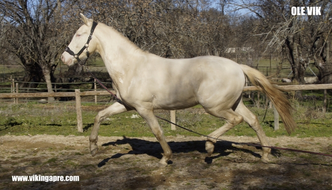  - Vikinga Sales & Breeding