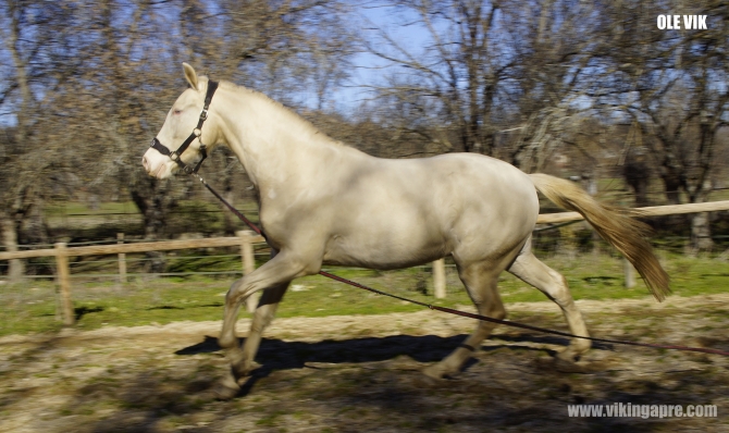  - Vikinga Sales & Breeding