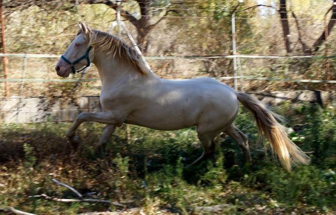  - Vikinga Sales & Breeding