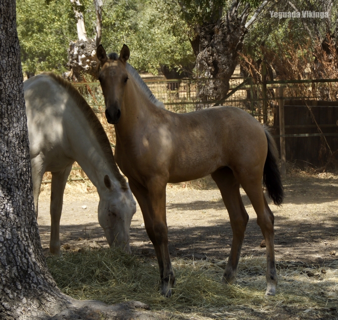  - Vikinga Sales & Breeding