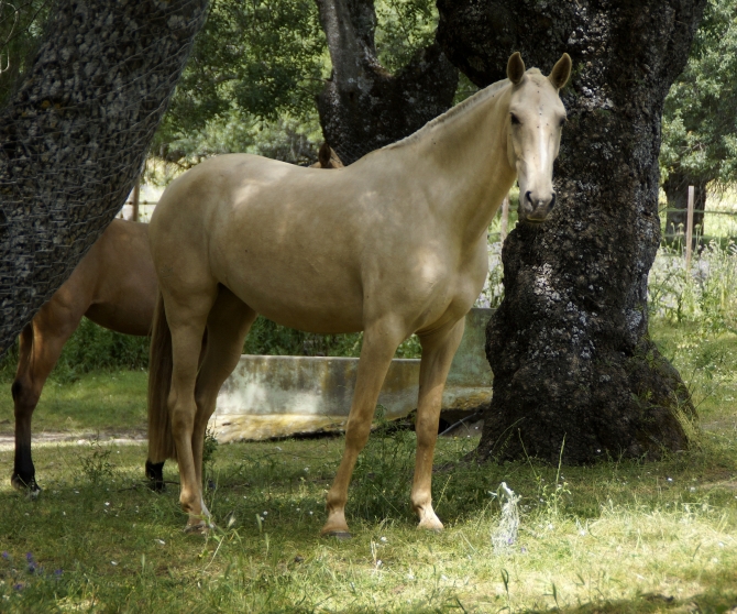  - Vikinga Sales & Breeding